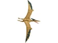 Jurassic world Pteranodon 30 cm