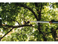 Fiskars Univerzalni sekač grana UPX82 1023625