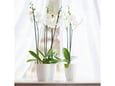 Santino Saksija Orchidea twin 1.3l