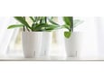 Santino Saksija Orchidea twin 2l
