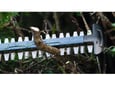 BOSCH akumulatorske škarje za živo mejo GHE 18V-60 (II), 60 cm, 06008C9400