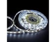 LED Traka 12V 6500K