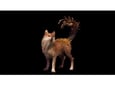 FICTIONS Beast of Reincarnation, Blu-ray