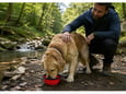 PET TREATMENT Činija za pse 350ml