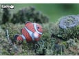 DODOLAND ustvarjalni set morske živali EUGY Klovnska riba Nemo