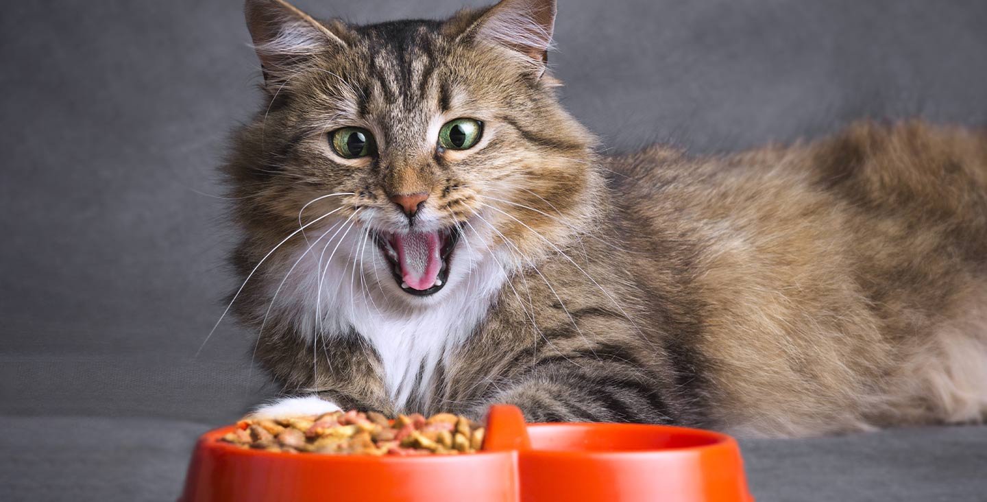 Hrana za mačke - Prodaja Shoppster